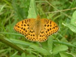   [Argynnis laodice Pall.]