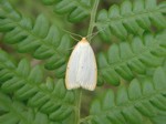 Лишайница красивая [Cybosia mesomella L.]