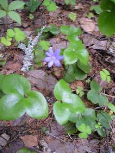 ����������� ����������� (Hepatica nobilis Mill.)