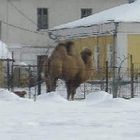 ������� � ����-������������ ���������. [���������]