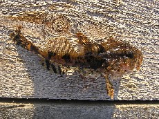 Керчак европейский (Myoxocephalus scorpius L.)  [увеличить]