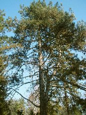 Сосна черная (Pinus nigra Arnold) [увеличить]
