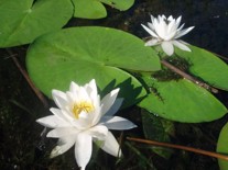 �������� ����� (Nymphaea alba L.)
