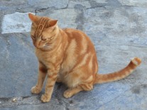 ����� �1