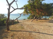 ����� ����