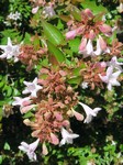 Абелия (Abelia sp.)