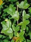   (Acer monspessulanum L.)