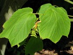   (Acer pensylvanicum L.)