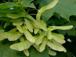   (Acer platanoides L.)