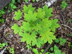   (Acer platanoides L.)