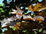 ���� ������������, ���� Crimson King (Acer platanoides 'Crimson King')