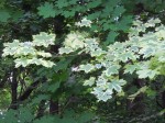 ,   (Acer platanoides 'Drummondii')