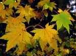 ��e� �������������� (Acer pseudosieboldianum (Pax) Kom.)