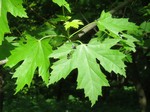   (Acer saccharinum L.)