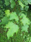   (Acer turkestanicum Pax)
