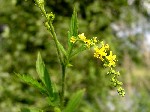 Репешок обыкновенный (Agrimonia eupatoria L.)