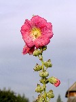 Алтей розовый, шток-роза (Alcea rosea L.)