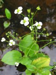   (Alisma plantago-aquatica L.)