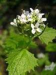   (Alliaria petiolata (Bieb.) Cavara et Grande)