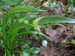   (Allium paradoxum (M. Bieb.) G. Don)