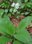   (Allium ursinum L.)