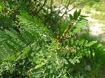 Аморфа кустарниковая (Amorpha fruticosa L.)
