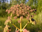   (Angelica sylvestris L.)