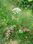   (Angelica sylvestris L.)