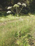   (Angelica sylvestris L.)