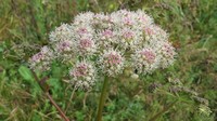   (Angelica sylvestris L.)