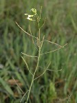   (Arabidopsis thaliana (L.) Heynh.)