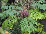 Аралия колючая (Aralia spinosa L.)