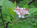   (Aronia arbutifolia (L.) Pers.)