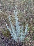   (Artemisia absinthium L.)