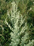   (Artemisia absinthium L.)