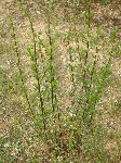   (Artemisia campestris L.)