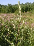   (Artemisia vulgaris L.)