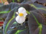   (Begonia listada L. B. Sm. & Wassh.)