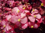   (Begonia x semperflorens Link et Otto)