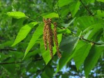   (Betula alleghaniensis Britton)