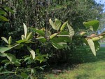   (Betula fruticosa Pall.)