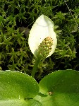   (Calla palustris L.)