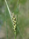   (Carex lasiocarpa Ehrh.)