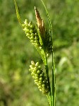   (Carex pallescens L.)