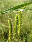   (Carex pseudocyperus L.)