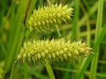 Осока пузырчатая (Carex vesicaria L.)