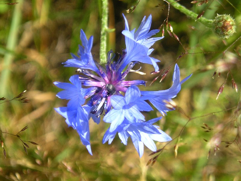 Реферат: Волошка синя - Centaurea cyanus L