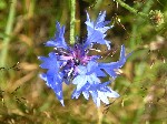   (Centaurea cyanus L.)