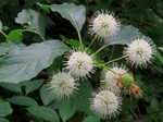 ������� �������� (Cephalanthus occidentalis L.)