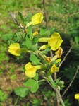 �������� ������������� (Chamaecytisus elongatus (Waldst. & Kit.) Link)